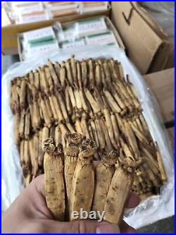 Red Panax Ginseng Root Korea Ginseng Direct Farmer