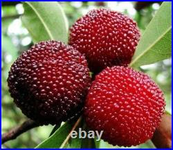 Red Waxberry Fruit Chinese Bonsai Seeds Tree Strawberry Plants Home Garde indoor