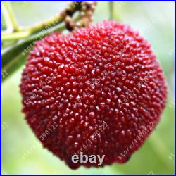 Red Waxberry Fruit Chinese Bonsai Seeds Tree Strawberry Plants Home Garde indoor