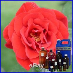 Rose Absolute Essential Oil 100% Pure Premium Grade Aroma Sizes 1 ml 3 oz