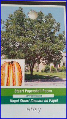 STUART PAPERSHELL PECAN TREE Shade Trees Live Healthy Plant Large Pecans Nuts
