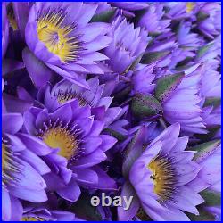 Sri Lankan Nymphaea Caerulea Premium Blue Lotus Flower 100% High Quality Tea