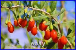 Supreme Grade Extra Large Goji Berries Wolfberry Berry On Sale Free Shipping