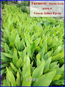 Turmeric root Florida Fresh! Curcuma longa from Green Ashes Farm, 100% Organic