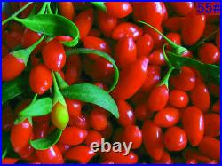 Usda Certified Large Organic Goji Berryaaa++, 1 Lbs (new Shipment) Fresh Color