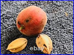 Very Rare Blushwood Berry Seed (1x) from Fontainea Picrosperma