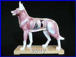 Veterinarian's Dog Canine Acupuncture Model Anatomical Medical Anatomy