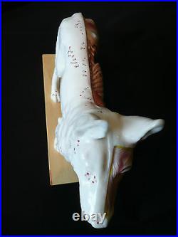 Veterinarian's Dog Canine Acupuncture Model Anatomical Medical Anatomy