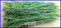 WHITE PINE NEEDLE Loose Leaf Tea 4 oz Bag BEST QUALITY Wild Harvested in NY