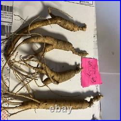 Wild Ginseng Fresh Pa Cert Wild 3 Oz. 4 Roots