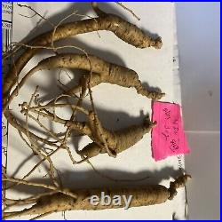 Wild Ginseng Fresh Pa Cert Wild 3 Oz. 4 Roots