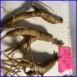 Wild Ginseng Fresh Pa Cert Wild 3 Oz. 4 Roots