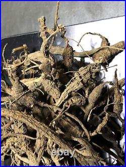 Wild Ginseng Root, New York State Catskill Mountains 3 Ounces Dried