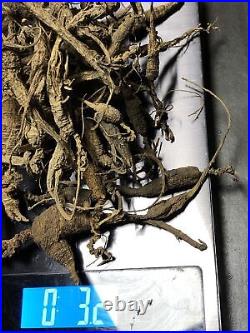 Wild Ginseng Root, New York State Catskill Mountains 3 Ounces Dried