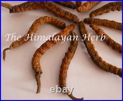 Wild Himalayan Yarsha Gumba Or Cordyceps Sinensis Large Pieces (May 2021)