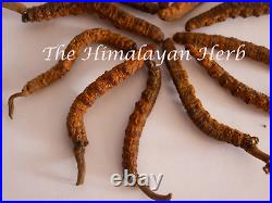 Wild Himalayan Yarsha Gumba Or Cordyceps Sinensis Large Pieces (May 2021)