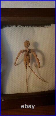Wild ginseng root in the shape of a person