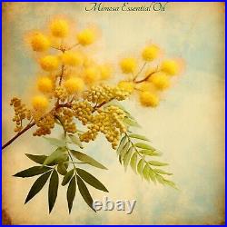 Yellow Mimosa Essential Oil, (Mimosa Dealbata). 100% Pure and natural